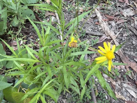 Senecio incognitus