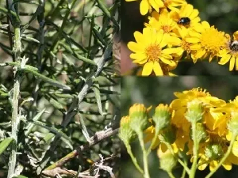Juniper-leaved ragwort