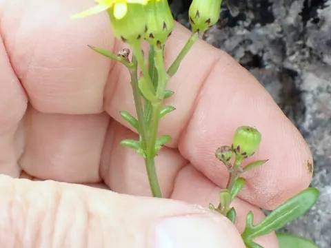Variable groundsel