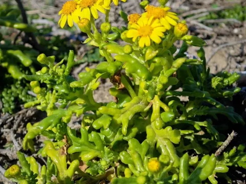 Senecio leucanthemifolius