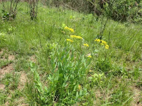 Senecio latifolius