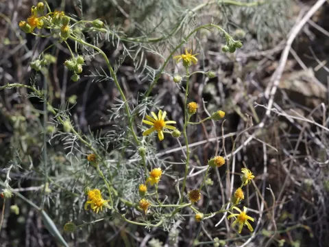Threadleaf groundsel