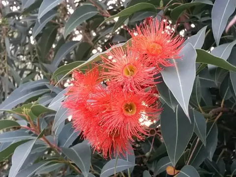 Corymbia