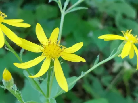 Woodland ragwort
