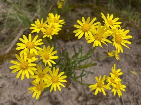 Pinnatifid ragwort