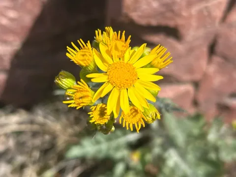 Prairie ragwort