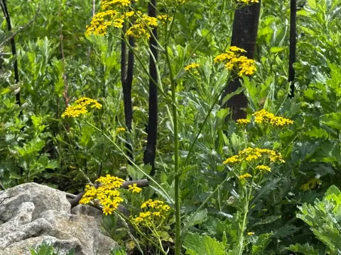 Rigid ragwort