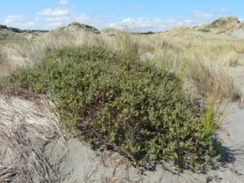 Senecio rotundifolius