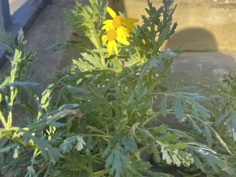 Oxford ragwort
