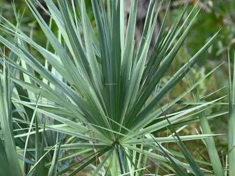 Saw Palmetto