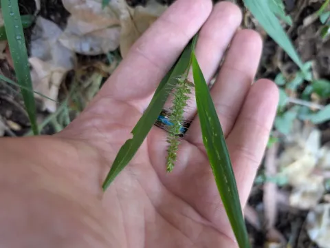 Sticky bristlegrass