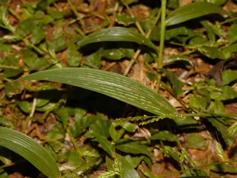 Setaria homonyma
