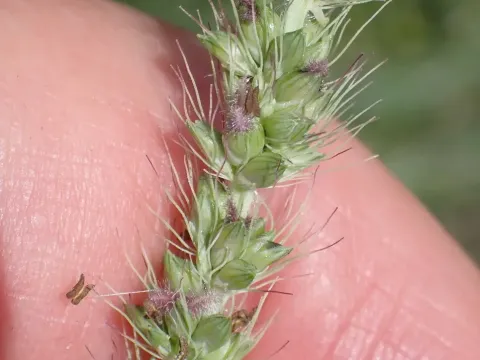 Thick-spike bristle grass