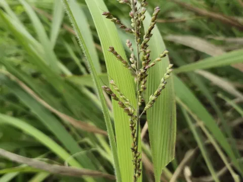 Lindenberg's bristlegrass