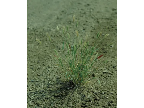 Long-awned bristle grass