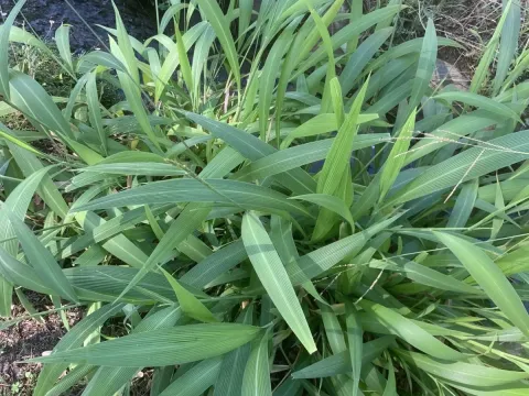 Large-leaved bristlegrass