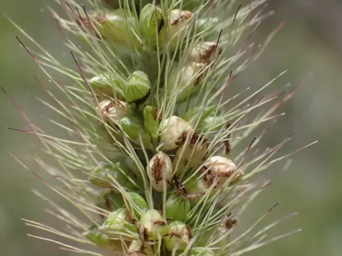 Setaria nigrirostris