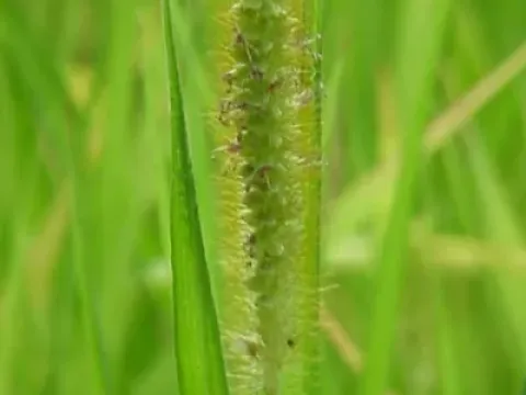 Setaria orthosticha
