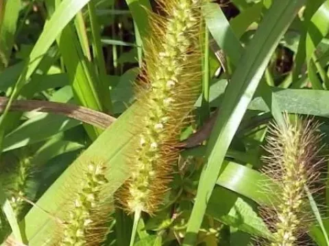 Ctt-tail millet