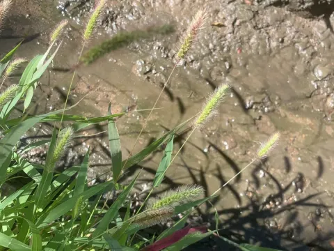 Dense-spiked bristle grass