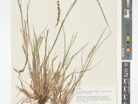 Setaria vaginata