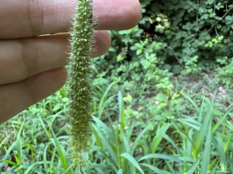 Rough bristlegrass