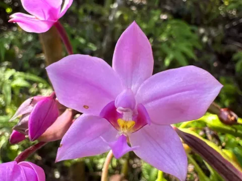 Spathoglottis