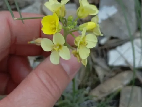 Sterigmostemum