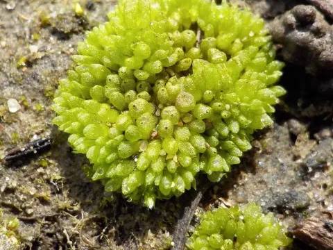 Sphaerocarpos