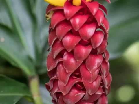 Costus