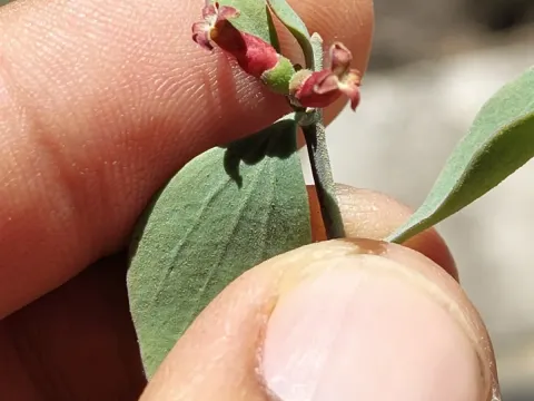 Schoepfia