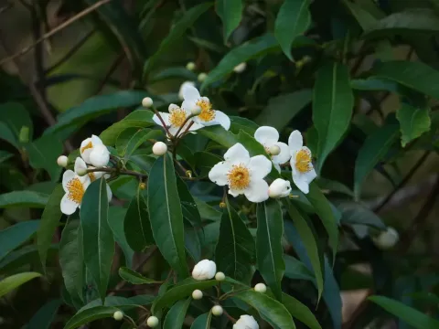 Schima crenata