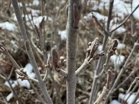 Shepherdia canadensis