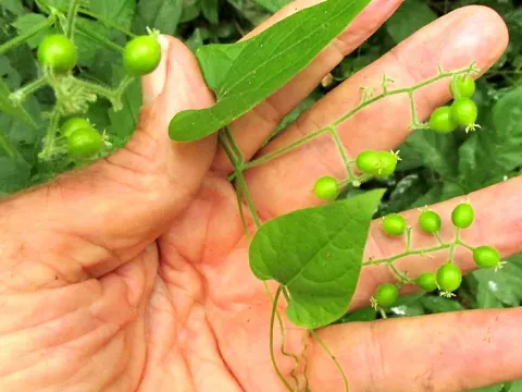 Sicydium
