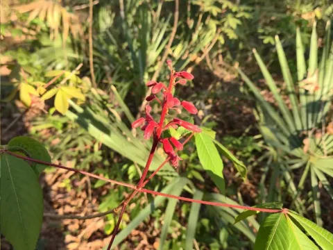 Painted buckeye