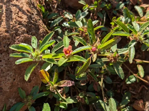 Sida ciliaris