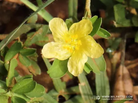 Sida cuneifolia