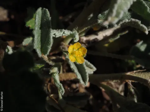 Sida fibulifera