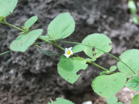 Jamaican fanpetals