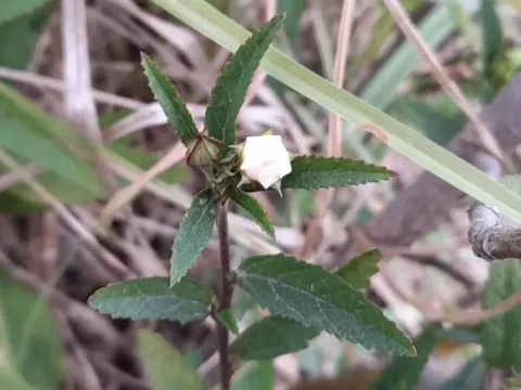 Sida kohautiana