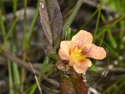 Sida plumosa