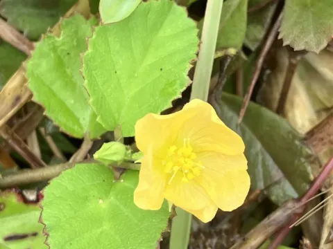 Sida samoensis