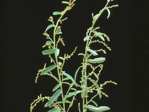 Sida subspicata