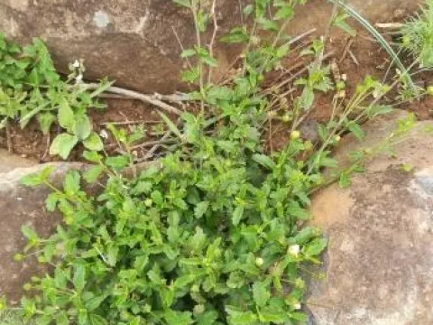 Sida ternata