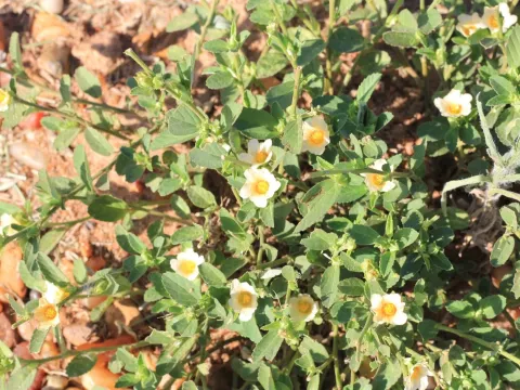 Sida tuberculata