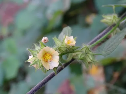 Sida urens
