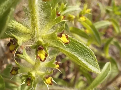 Sideritis montana