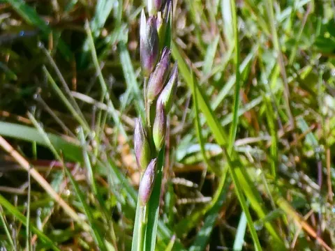 Heath grass