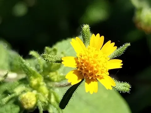 Sigesbeckia agrestis