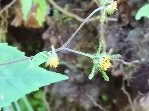 Sigesbeckia glabrescens